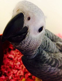 African Grey