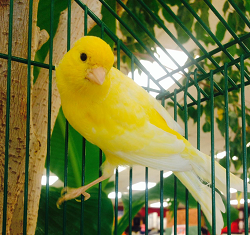 Canary