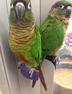 Conures