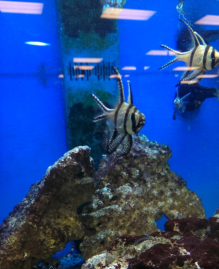 Bangaii Cardinal fish