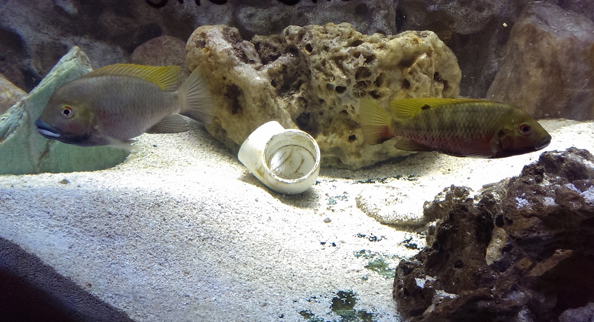 A pair of Coptodon Bythobates protecting their eggs in a tank