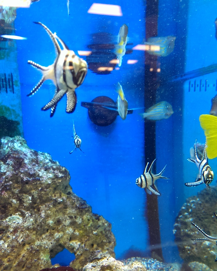 Bangaii Cardinal fish