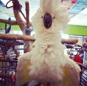 Excited Cockatoo