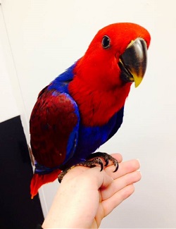 Female Eclectus