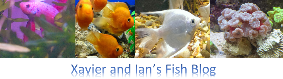 Fish Blog