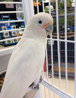 Goffins Cockatoo