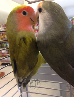 Love Birds