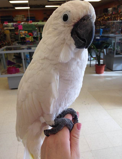 Umbrella Cockatoo