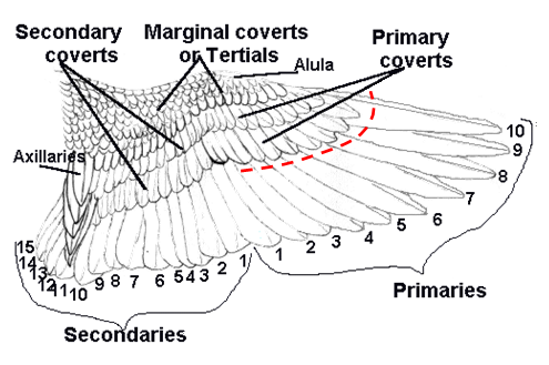 Wing Trimming