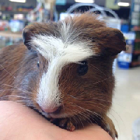 Abyssinian Guinea Pigs