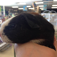 American Short Hair Guinea Pigs