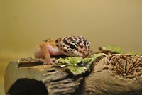 Baby Geckos