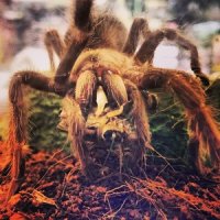 Bird Eater tarantula with a cricket.