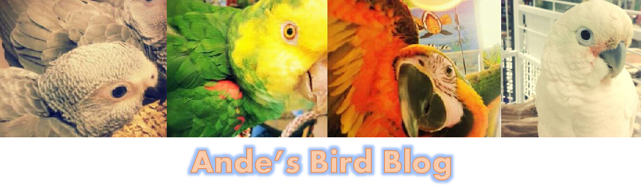 Bird Blog