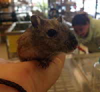 Black and Brown Colored Gerbils