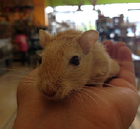 Blonde Colored Gerbils