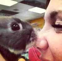 bunny kisses