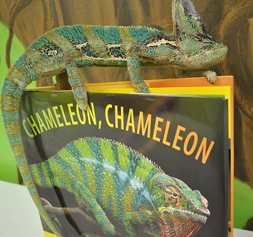 Chameleon Chameleon