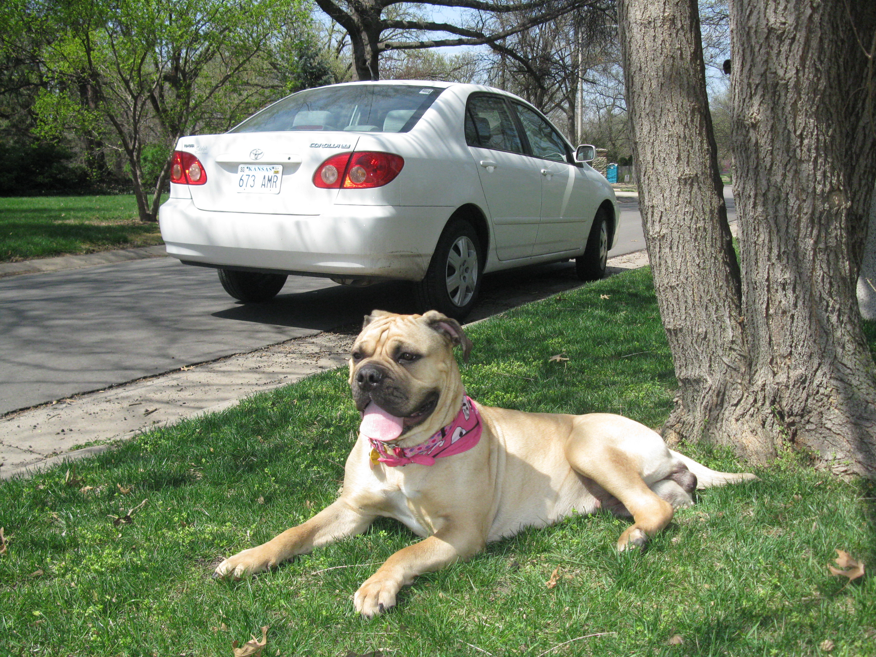 Customer's Pets Pet World Experience Lawrence, KS