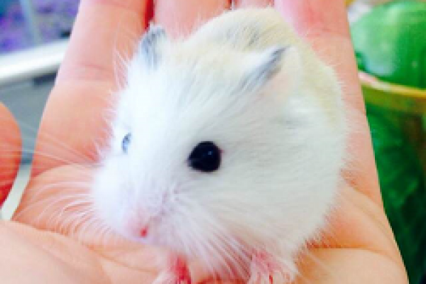 djungariandwarfhamster64B61762-9F8D-B71A-C411-00F357FB08AC.png