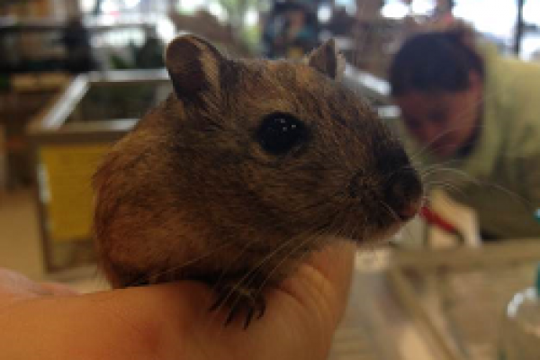 gerbil10CF7808A-FC45-DED5-0F0C-6BE0EF0633DB.png