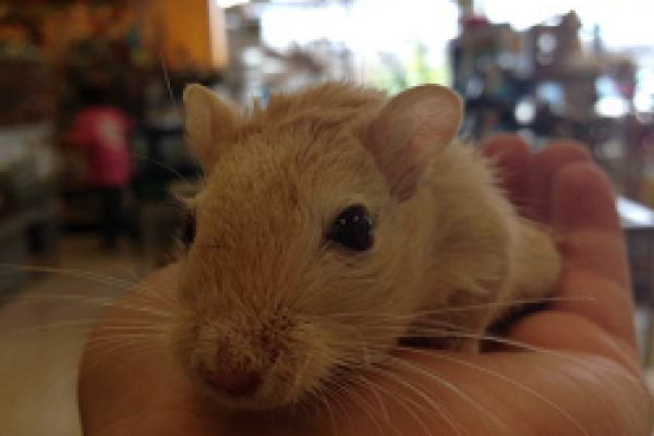 gerbil28D043201-6E54-B1C6-298C-6A377EFCADDE.png