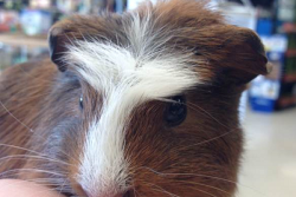 guineapigabD4464FDD-CCD2-07CE-6FA2-42DC6B5D6373.png