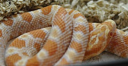 Corn Snake