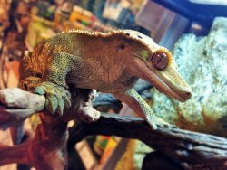 Crested Gecko