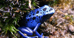 Blue Dart Frog