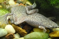 Dwarf Frogs