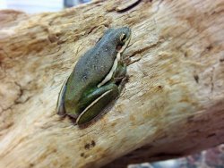 Green tree frog