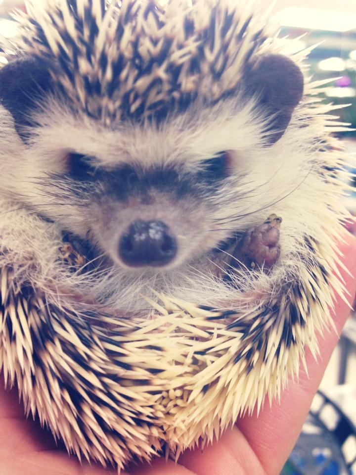Hedgehog