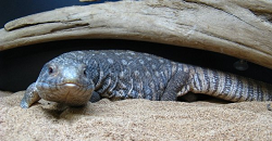 Savannah Monitor