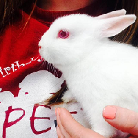 Netherland Dwarf