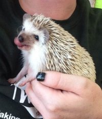 Normal Hedgehogs