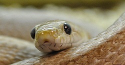 Rat Snake