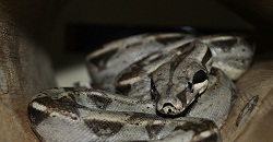 Columbian Red Tail Boa