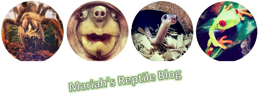Reptile Blog