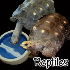 Reptiles