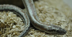 Coastal Rosey Boa