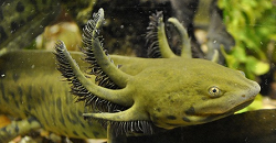 Tiger Salamander