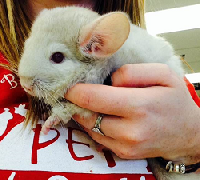 Specialty Colored Chinchillas