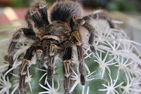 Tarantula