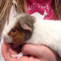 Teddy Bear Guinea Pigs