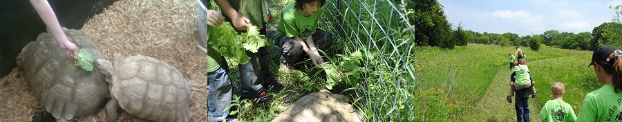 Tortoise Feeding