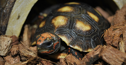 Baby Red Footed Tortoise