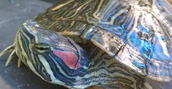 Red Eared Slider