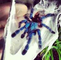 Versicolor pinktoe tarantula